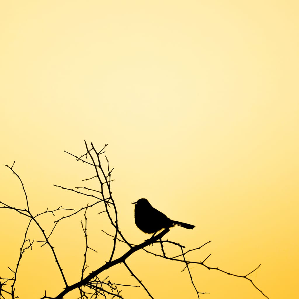 Tweety Bird