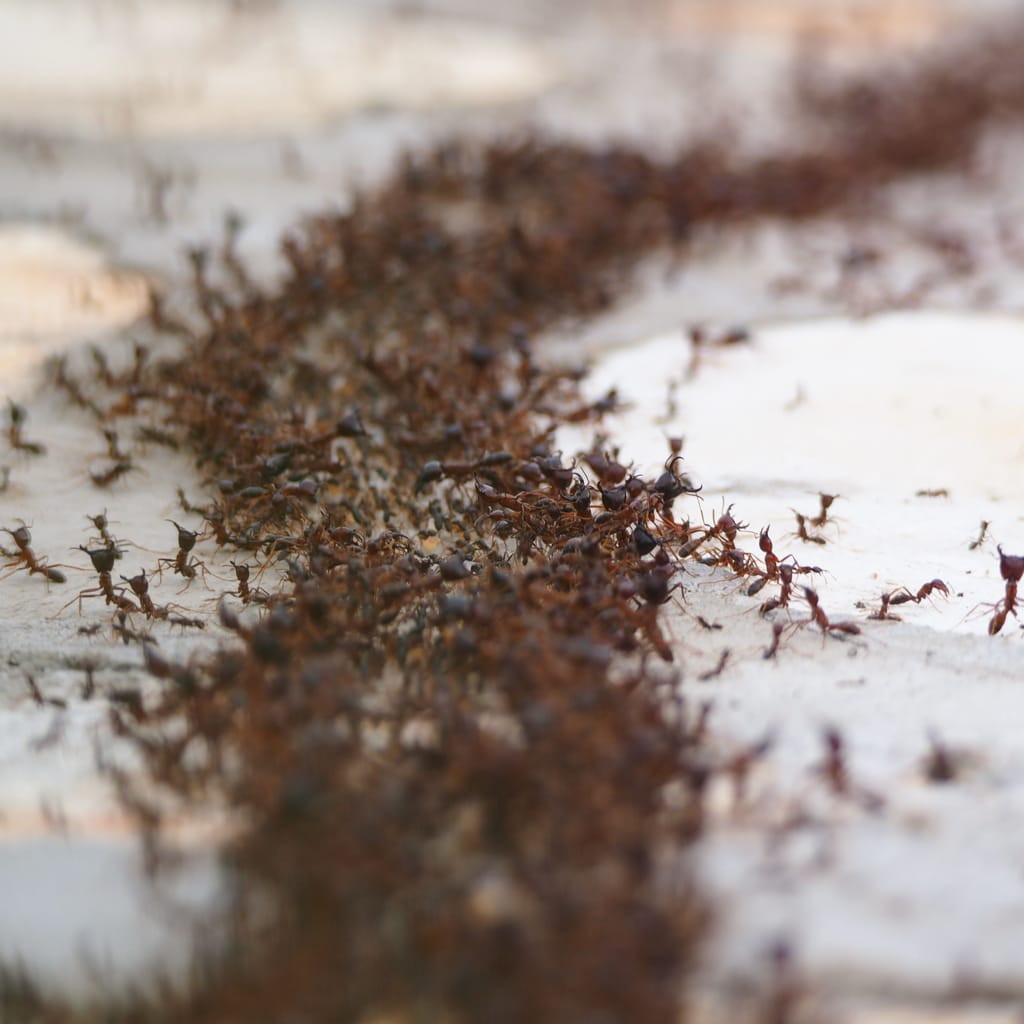 Ants