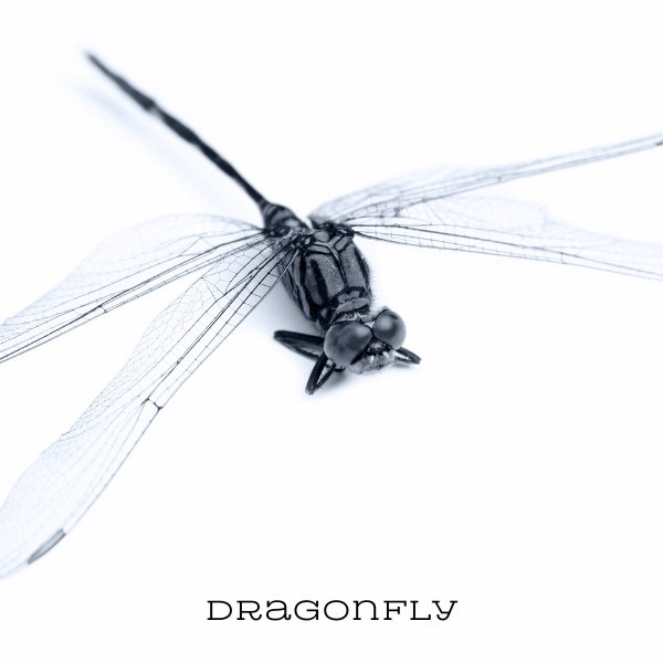 Dragonfly - Neo Soul x Lofi Type Beat